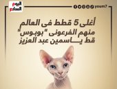 أغلى 5 قطط فى العالم.. منهم الفرعونى "بوبوس" قط ياسمين عبد العزيز.. إنفوجراف