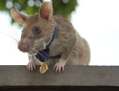 صاحب ميدالية ذهبية .. نفوق الفأر"ماجاوا" بعد إنقاذه آلاف من الأرواح البشرية