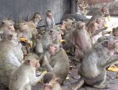 آلاف القرود تثير الفوضى ببلدة تايلاندية فى منافسة على المشروبات والطعام.. صور