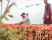 عمال مزارع الأقصر يواصلون حصاد محصول الطماطم الأهم بعد قصب السكر بالجنوب