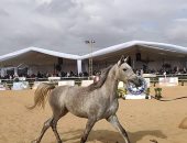 10 صور ترصد تألق الجياد في ملتقى جمال الحصان العربي بالعاشر من رمضان 