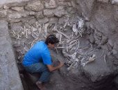 العثور على أقدم الحيوانات الهجينة المهندسة بشريًا في بلاد ما بين النهرين
