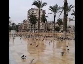 الحمام تحت الأمطار.. تجمع مئات الحمام فى ميدان الشهداء بمحافظة بورسعيد.. لايف