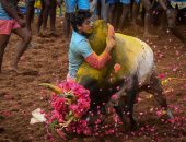 رغم انتشار كورونا أوميكرون.. مهرجان ترويض الثيران الهندي يشهد حضورا كثيفا