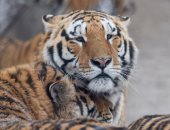 إغلاق حديقة حيوان فى دالاس الأمريكية بعد هروب "نمر غائم"