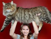 قط ده ولا كلب..  سلالة "ماين كوين" أضخم أنواع القطط فى العالم