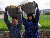 محلاها عيشة الفلاح.. فرحة وبهجة وابتسامة رضا فى حصاد البطاطس بالجيزة