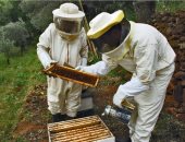 اختفاء بعض طوائف النحل يثير القلق في المغرب.. "ظاهرة غير مسبوقة"