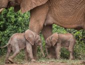 ولادة توأم فيلة فى حدث نادر بكينيا.. للمرة الأولى منذ 15 عامًا