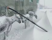 لحقوهم فى آخر لحظة.. إنقاذ حيوانات متجمدة بسبب العاصفة الثلجية بتركيا "فيديو"