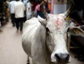 الأبقار تحد مقدس قبل انتخابات الهند.. منعت ذبحها فزاد عددها وهاجمت الناس