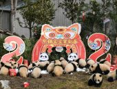الصين تستقبل السنة القمرية بقطيع من صغار الباندا العملاقة