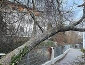 مصرع مسنة في بولندا إثر سقوط شجرة عليها بسبب عاصفة اجتاحت البلاد