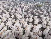 بلدة مكسيكية تجذب السياح بأسراب طيور البجع المهاجرة.. فيديو وصور