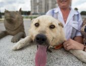 وفاة الكلب دروجوك بطل فيضان روسيا عام 2013.. صور