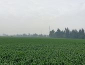 مباشر.. سماء ملبدة بالغيوم وتراجع الشبورة وطقس بارد بالشرقية