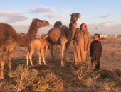 "راضى" يمتلك 65 ناقة.. ترعى وحيدة بصحراء مطروح وتعود بعد 3 أشهر.. فيديو وصور