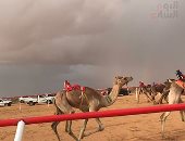 تحت المطر.. انطلاق سباق الهجن بميدان السباقات بالعلمين "لايف"