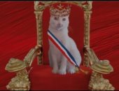 القطة "ميمشيت" مرشحة للرئاسة فى فرنسا.. اعرف قصتها "فيديو"