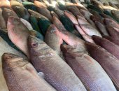 ضبط 8 أطنان أسماك مجمدة مجهولة المصدر قبل بيعها فى أسواق البحيرة