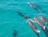 تفاصيل ظهور الدولفين "القاتل الكاذب" بشواطئ جنوب الغردقة..لايف
