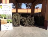 تنفيذ برنامج لدمج أبناء سيناء بالتنمية بمناطق وسط سيناء