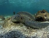 هنا تعيش السلاحف الخضراء.. 10 صور ترصد جمال شاطئ أبو دباب بمرسى علم