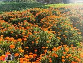 ألوان مختلفة.. نباتات طبية وعطرية تزين حقول مصر وتصدر لدول العالم 