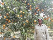 "الكلمنتينا" منور فى مزارع الشرقية.. برتقال صيفى بطعم خاص.. "فيديو وصور"