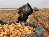 استقرار أسعار الخضروات في الأسواق اليوم .. البطاطس من 2 لـ4 جنيهات