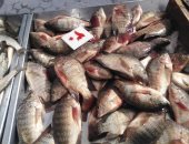 استقرار أسعار الأسماك فى الأسواق اليوم.. البلطى يبدأ بـ22 جنيها