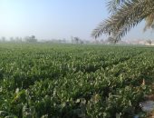 توصيات عاجلة من الزراعة لحماية المحاصيل من التقلبات الجوية