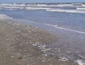 نورس على البر ورياضة على الرمل.. طقس شتوى معتدل على شاطئ بورسعيد.. لايف وصور