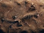 باحثون صينيون يكتشفون أحفورة ديناصور يعود تاريخها لـ125 مليون عام بمنغوليا
