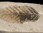 باحثون يكتشفون أقدم أحفورة فى العالم لبُرعم زهرة بشمالى الصين