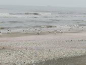 طقس غائم معتدل والبحر المتوسط بلا أمواج ببورسعيد.. لايف وصور