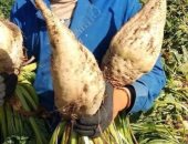  حصاد محصول بنجر السكر  بالإسماعيلية