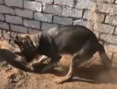 شاهد لحظة استخراج الكلاب البوليسية مخدرات بـ38 مليون جنيه من تحت الأرض