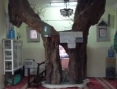 الشجرة الساجدة.. عمرها 100 سنة تخترق سقف مسجد وعمرها ما اترويت "فتحى شو"