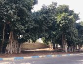 شجرة التين البنغالى بالإسماعيلية الأضخم فى العالم.. زرعها الملك فؤاد.. لايف وصور