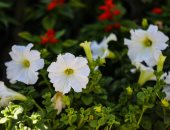 معرض زهور الربيع يواصل فعالياته بحديقة الأورمان حتى نهاية أبريل