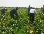 محافظ بورسعيد: نستهدف إصلاح نصف مليون فدان مرحلة أولى شرق المحافظة