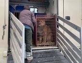 هربا من جحيم الحرب.. إجلاء حيوانات أوكرانية إلى بولندا بحثا عن مأوى "صور"