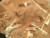 البرازيل تعثر على عظام لأقدم الديناصورات بأمريكا الجنوبية تعود لـ237 مليون عام
