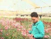 "السفيرة عزيزة" يعرض تقريرا عن مملكة الزهور وموسم حصاد الورد بعزبة الأهالى