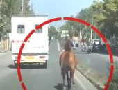 لقطات مؤثرة.. حصان يطارد سيارة إسعاف تنقل شقيقته.. فيديو