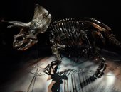 رحلة الديناصورات.. متحف ملبورن بأستراليا يحتضن الحفائر الأكثر اكتمالا في العالم