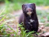 خبراء.. فيروس كورونا وجد في 29 نوعًا من الحيوانات