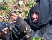 النساء يجمعن ثمار الخير فى اليوم العالمى لنصف الدنيا الحلو