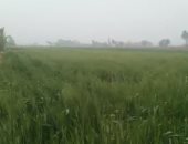 خير مصر يطرح فى الغيطان.. سنابل القمح تزين أرض المنيا.. لايف